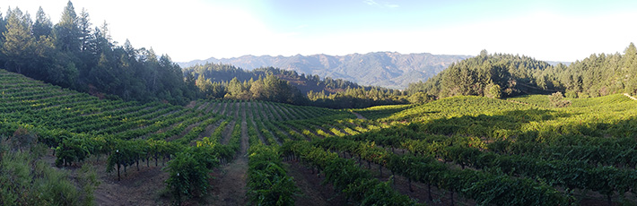 Keenan Vineyards in Napa, credit: David Kenney