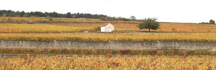 Drouhin Clos de Mouches vineyard